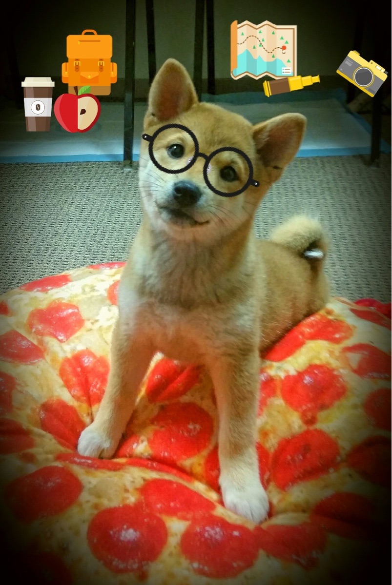 意甲赛季精彩片段频繁出现,明星球员表现出色,意甲全场